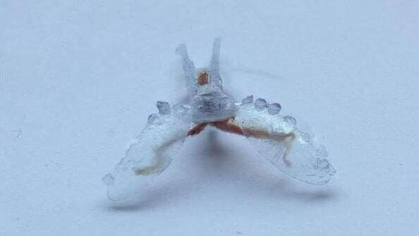 Featured image of “Biohybrid” Uses 3D Printed Shell And Slug Muscle