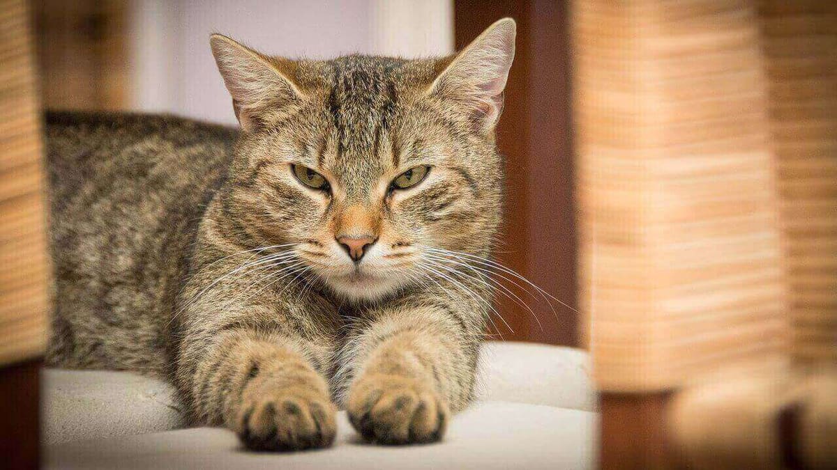 Featured image of 3D Printed Cat Tongue Gives Insight into Soft Robotics