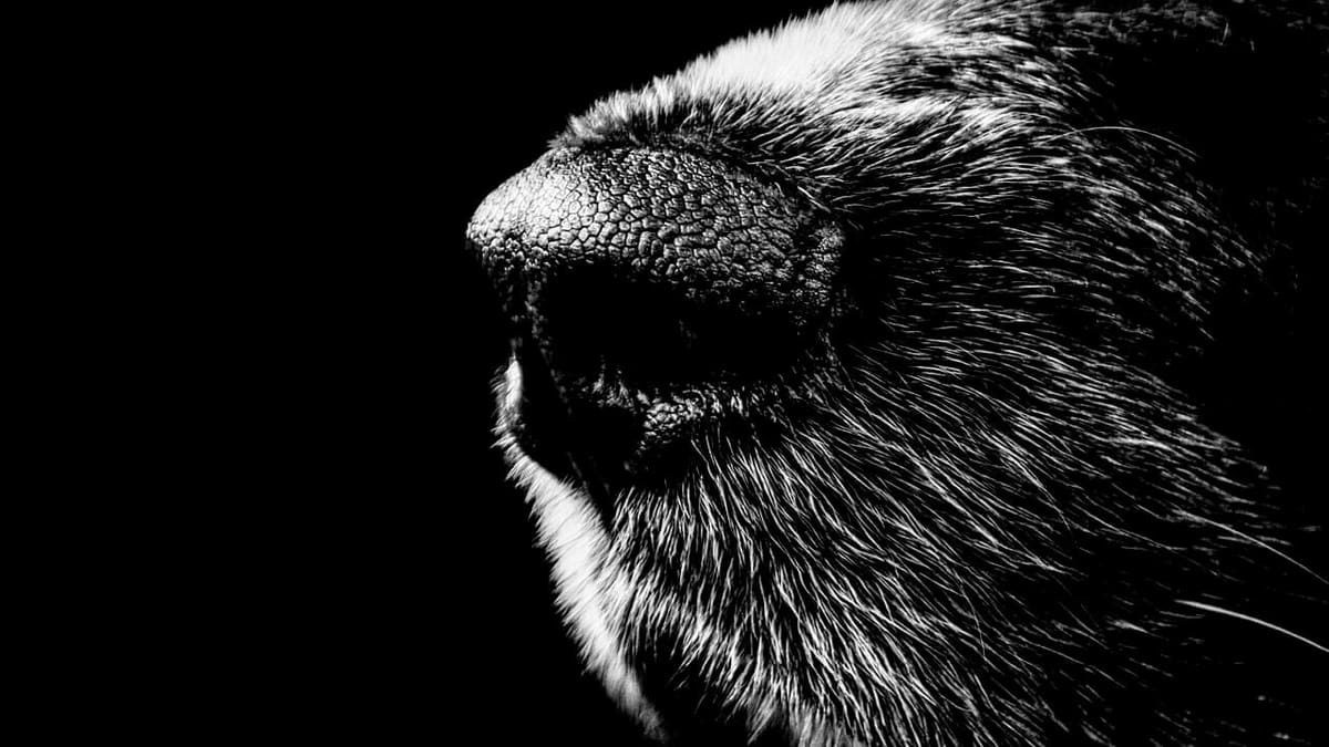 Featured image of 3D Printed Dog’s Nose Improves Effectiveness of Explosive Detectors