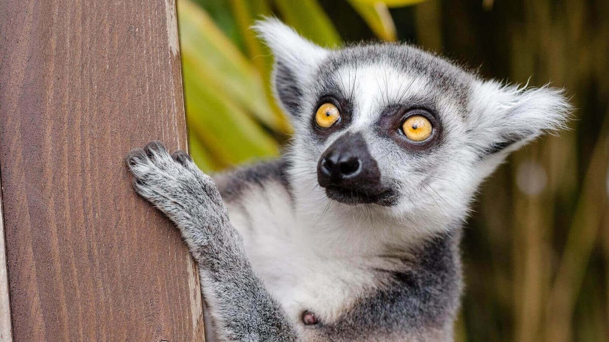 Featured image of Preserving the Endangered Lemur with 3D Scanning and X-Rays