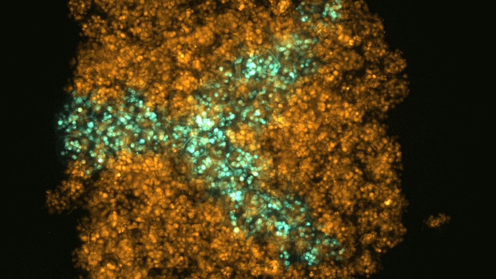 Featured image of University of Oxford Develops Method of 3D Printing Living Tissues