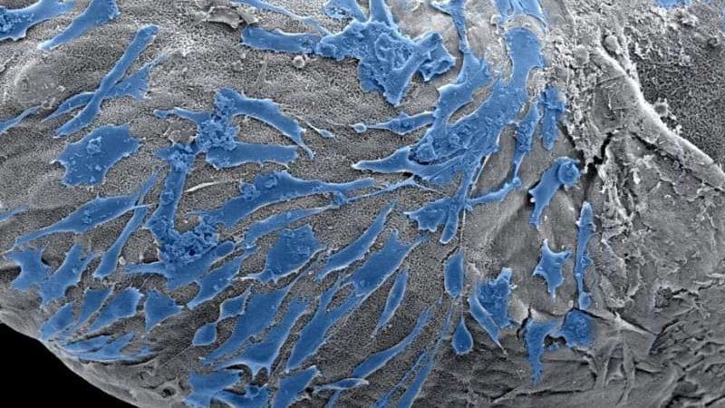 Featured image of Researchers Develop Bioprinting Method to Recreate Biological Structures From Cells and Molecules