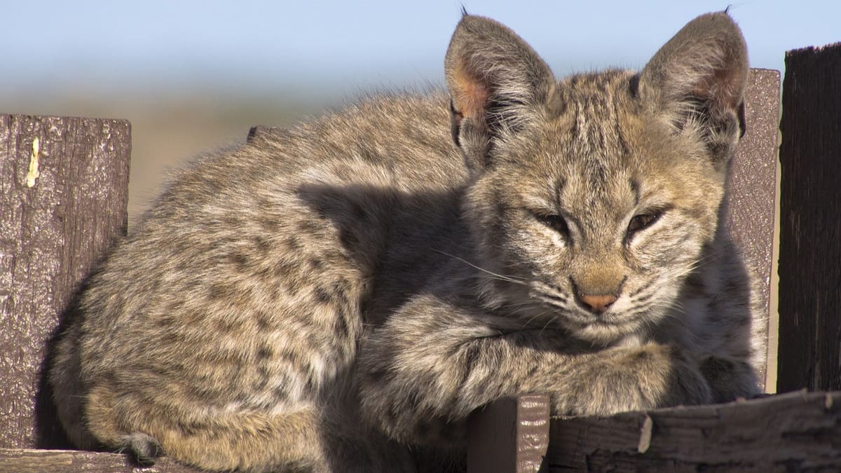 Featured image of Bobcat Kittens Receive 3D Printed Tracker Collars to Improve Tracking of Population