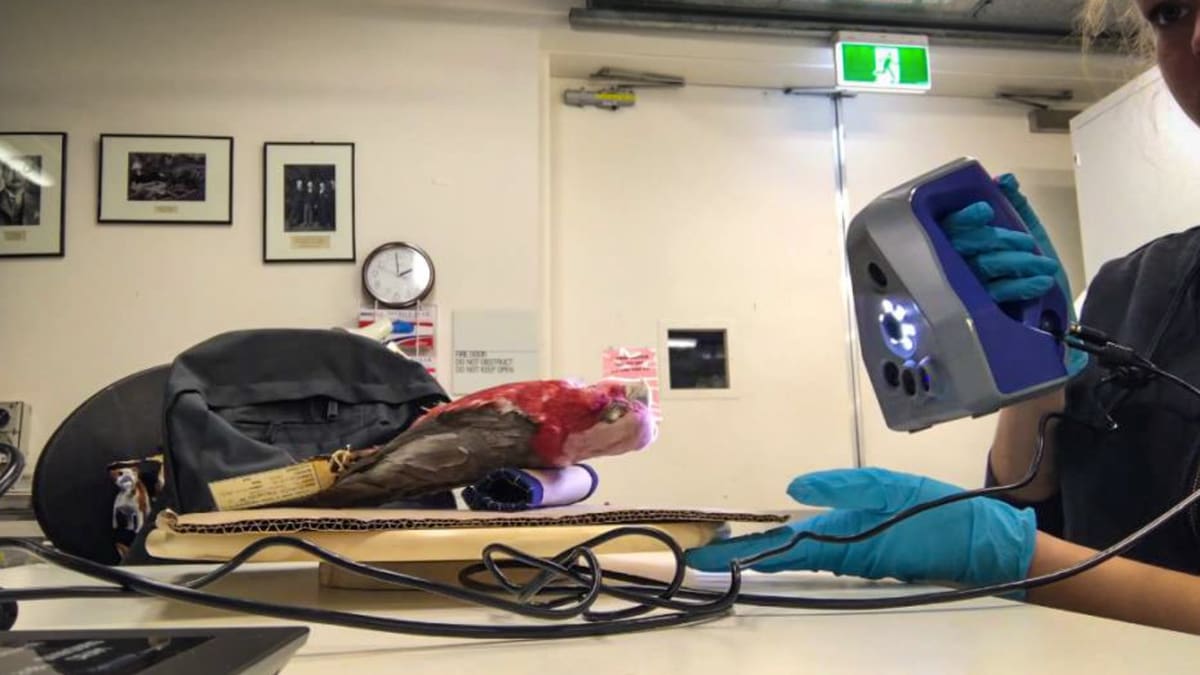 Featured image of Ditch the Calipers, Handheld 3D Scanners Accelerate Research
