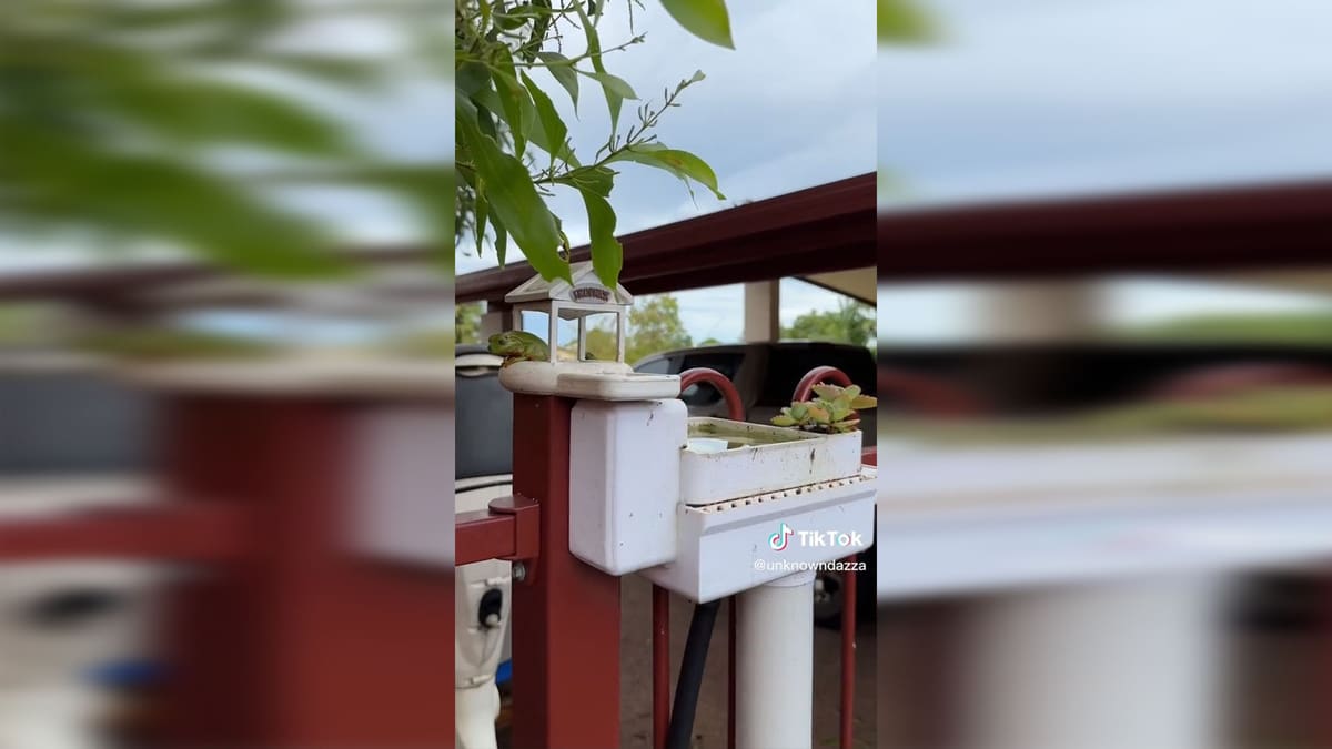 Featured image of This Australian Frog Is a TikTok Superstar – And Lives in a 3D Printed House
