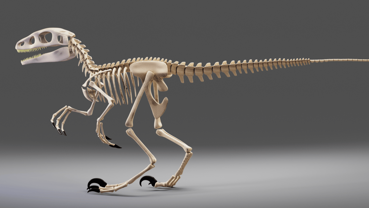 A dinosaur skeleton.