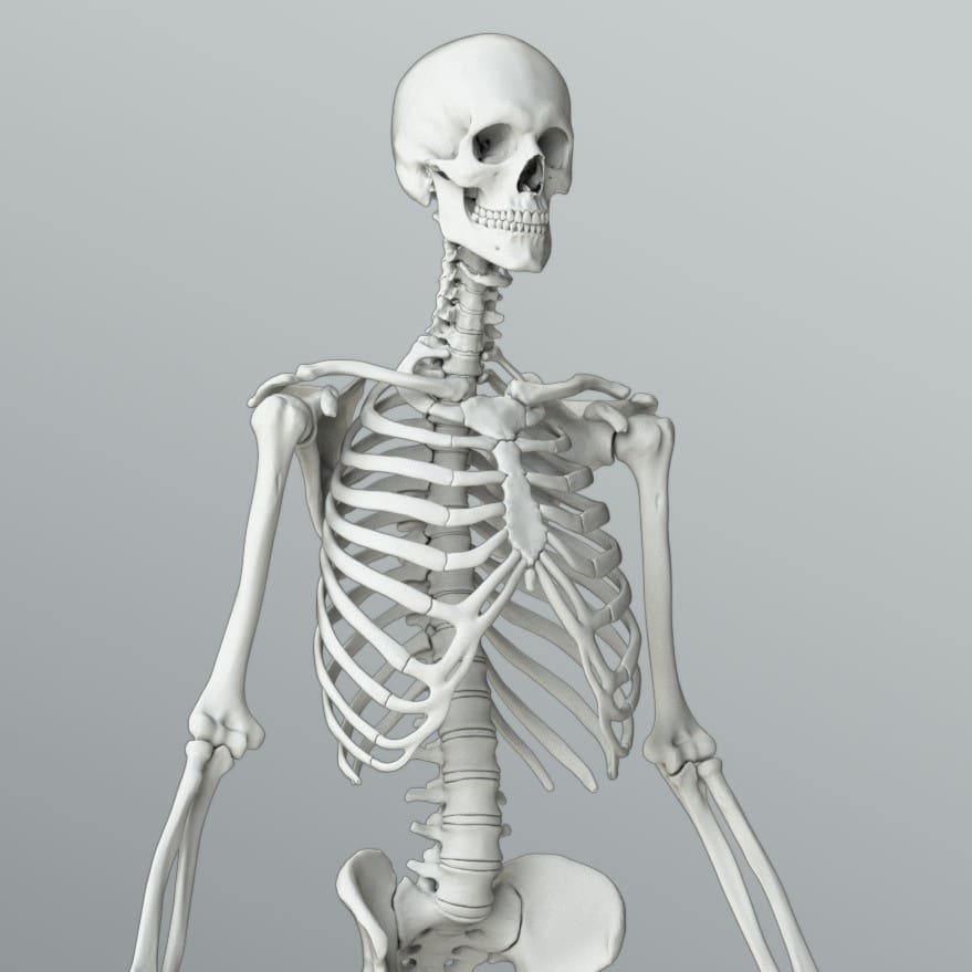 Part of the human skeleton.