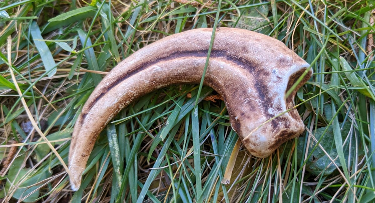 Don't get on the wrong side of this claw!