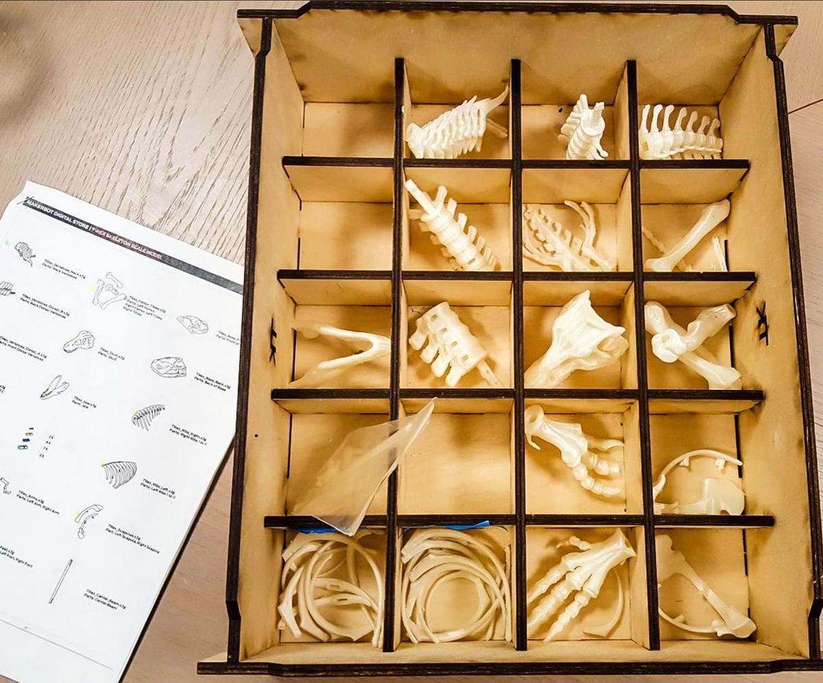 T-Rex skeleton for the classrom.