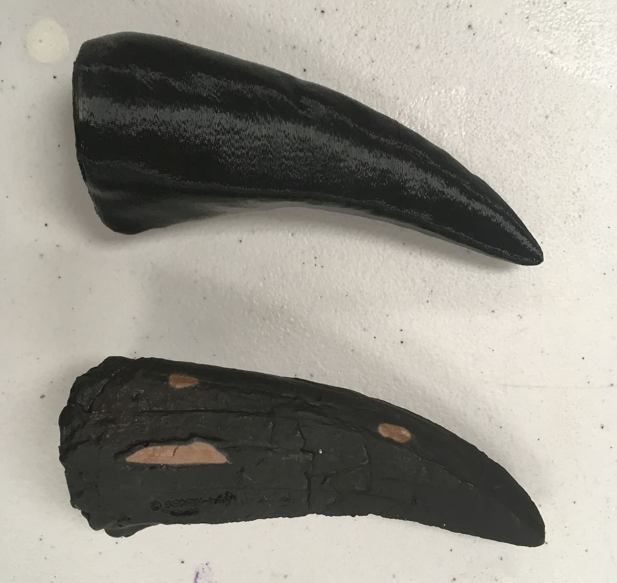 3D scan of T-Rex tooth replica.