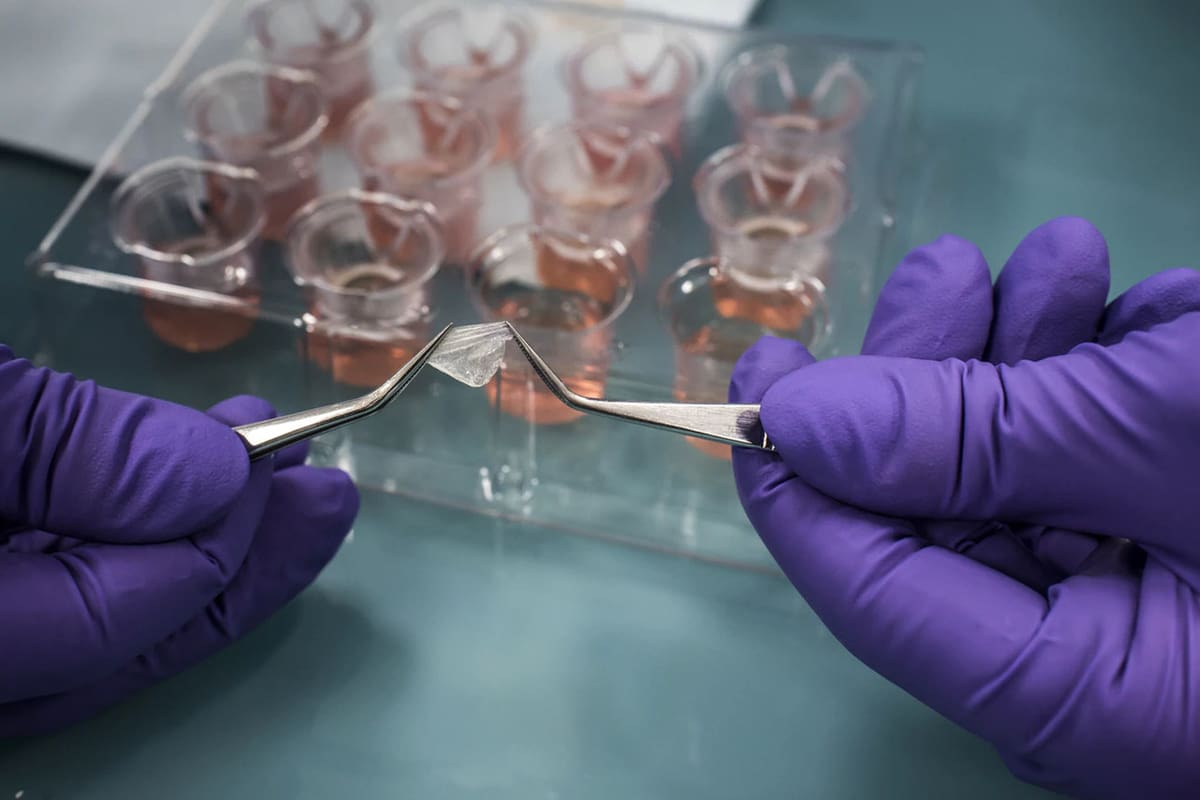 This piece of 3D printed skin will be used instead of an animal to test makeup