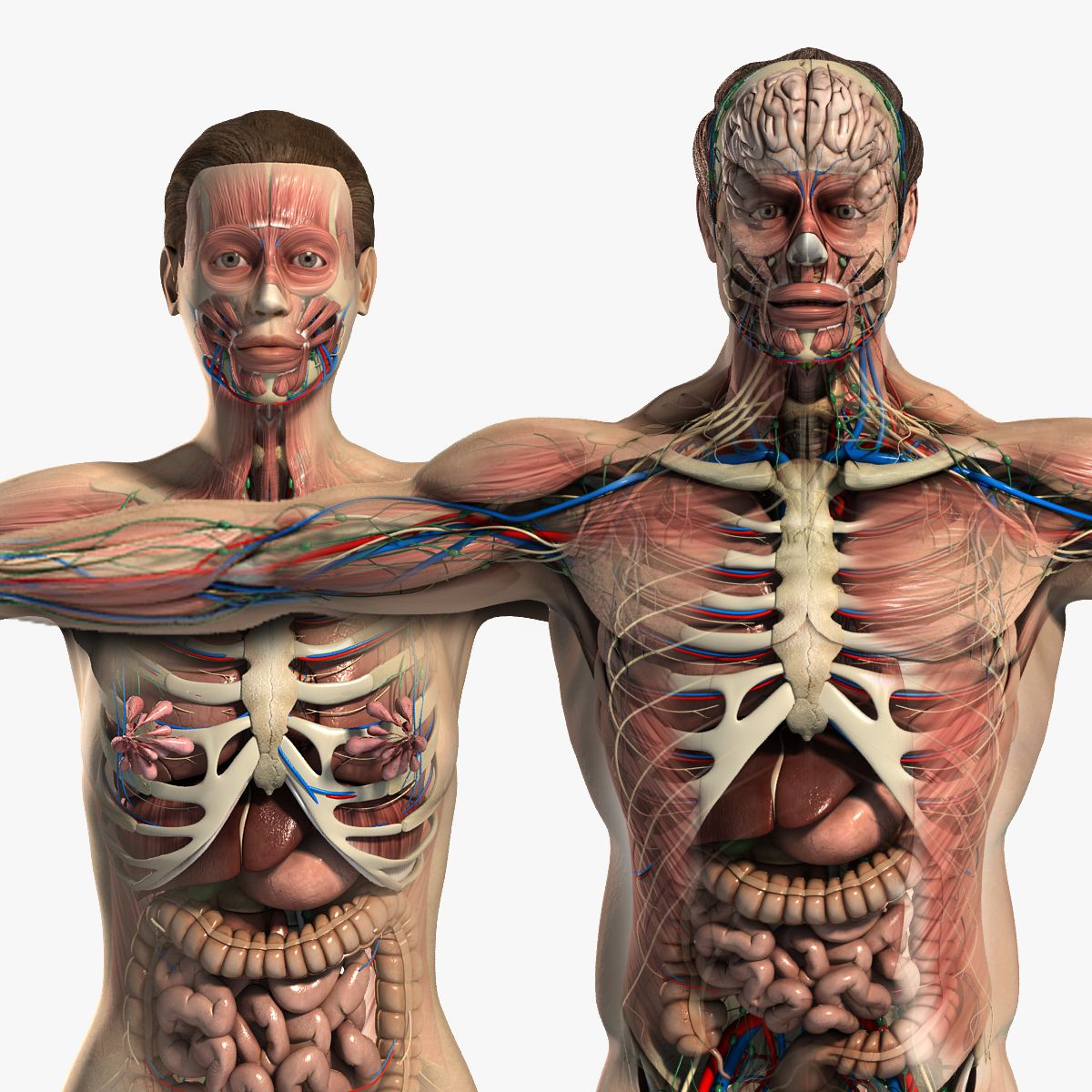 A human anatomy Maya model on TurboSquid