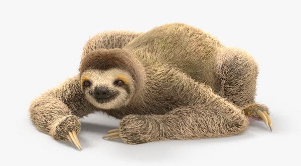 A three-toed sloth model on Hum3D