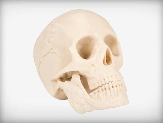 A classic printed skull