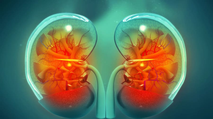 Kidney graphic