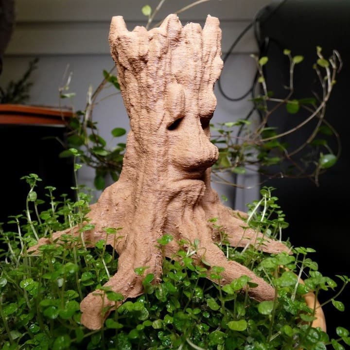 An old spirit tree with a face carved into it