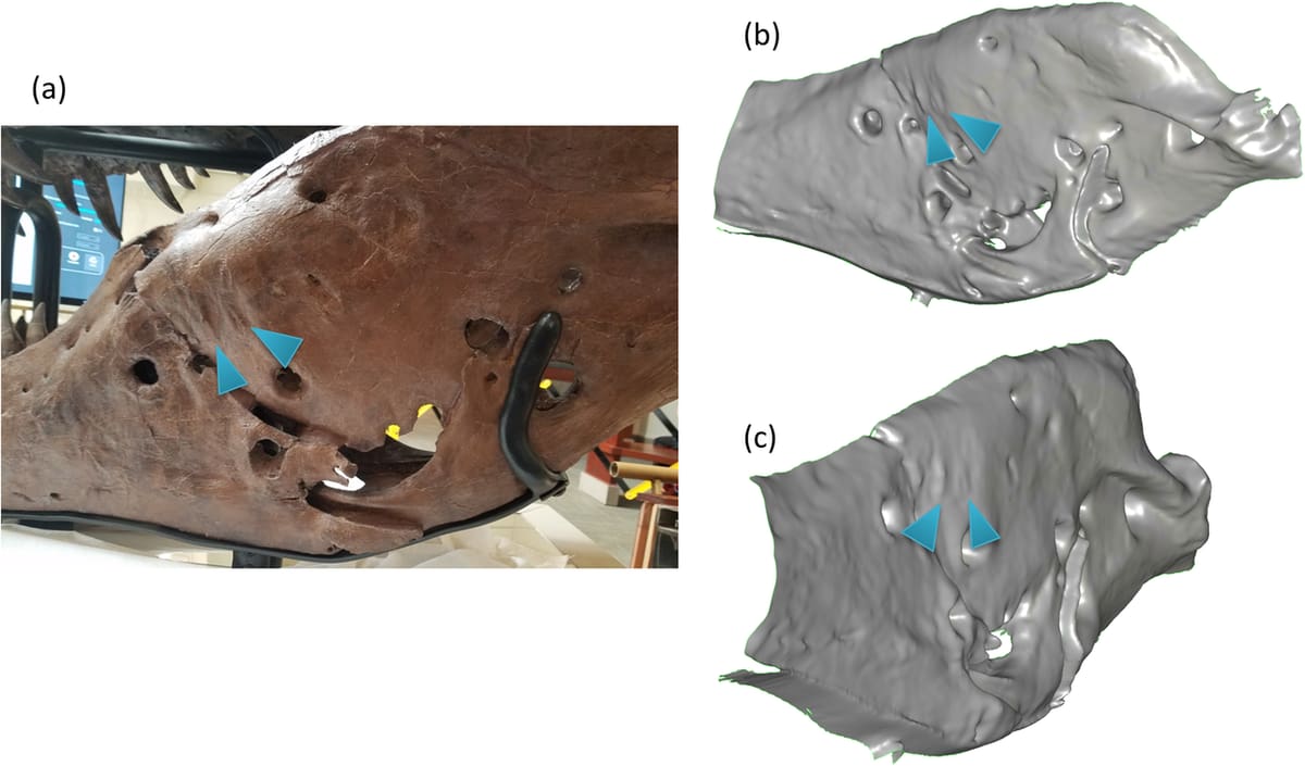 Paleontologists use 3D scanning to catalog and compare measurements in fossils