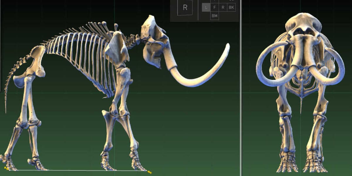 Paleontologists use 3D scanning to capture data on fossils of extinct species, such as the mammoth