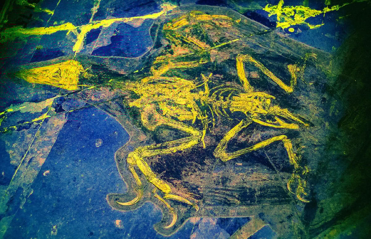 3D scanning fossils reveal evolutionary secrets in organic remains