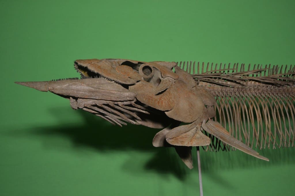 3D printing creates models realistic enough for scientific study and robust enough for everyday use