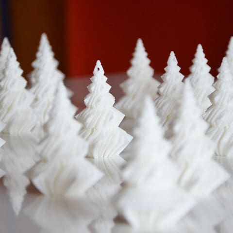 These trees are preparing for a white Christmas
