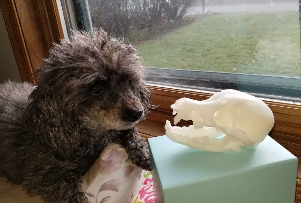 Image of 3D Printing During Covid-19: Carol McCullough-Dieter
