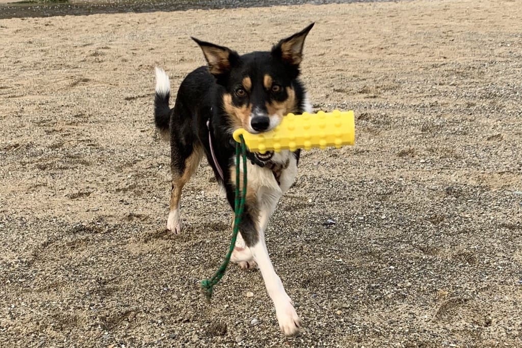 An all-terrain toy for your all-terrain friend