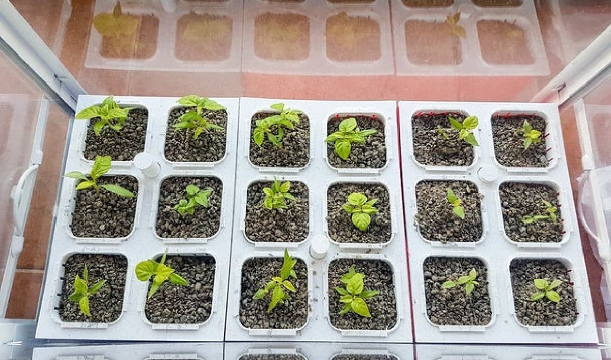 A hydroponic garden is perfect for all your seedlings