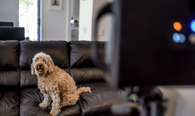 A dog is 3D scanned to create a 3D model