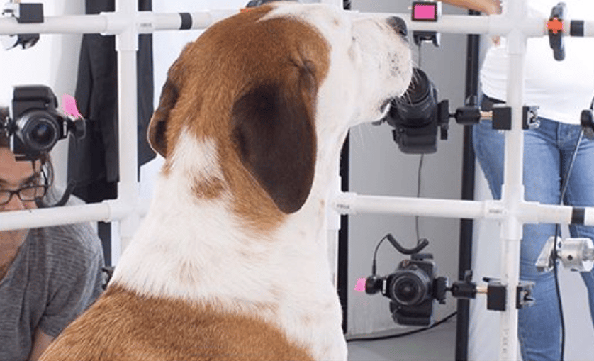 Photographs of a dog taken by multiple cameras