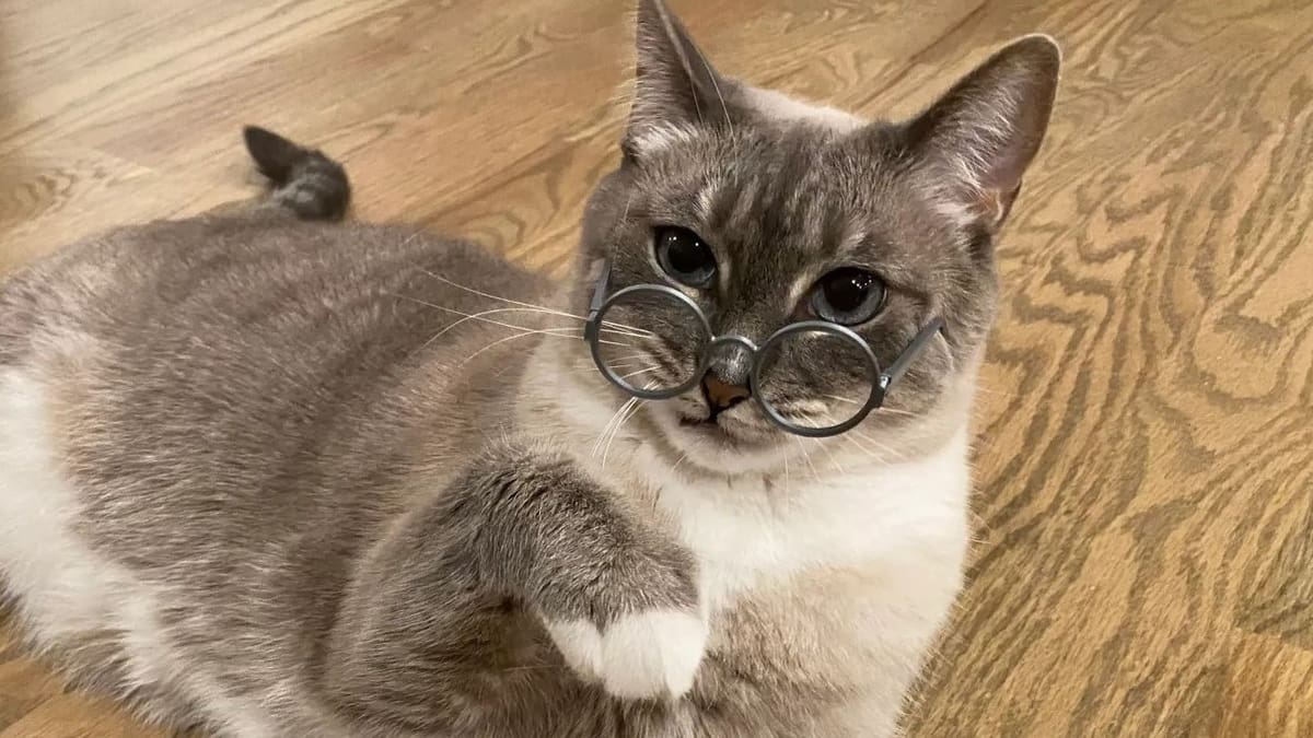 Image of: Bonus: Cat