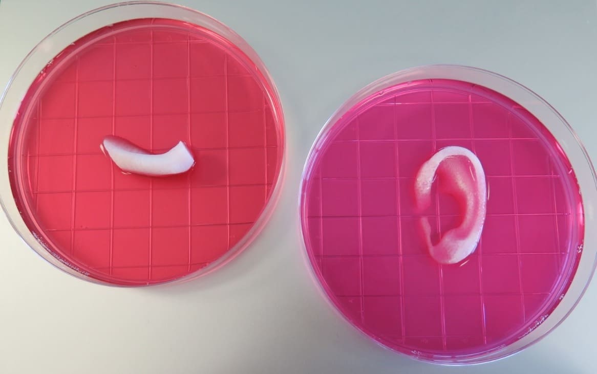 This cartilage was printed with bioink