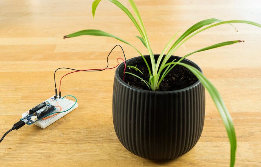 The plant communicator is able to monitor a plant's moisture, temperature and light levels