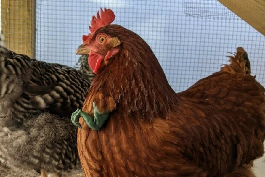 Bringing the chicken back to its ancestral roots