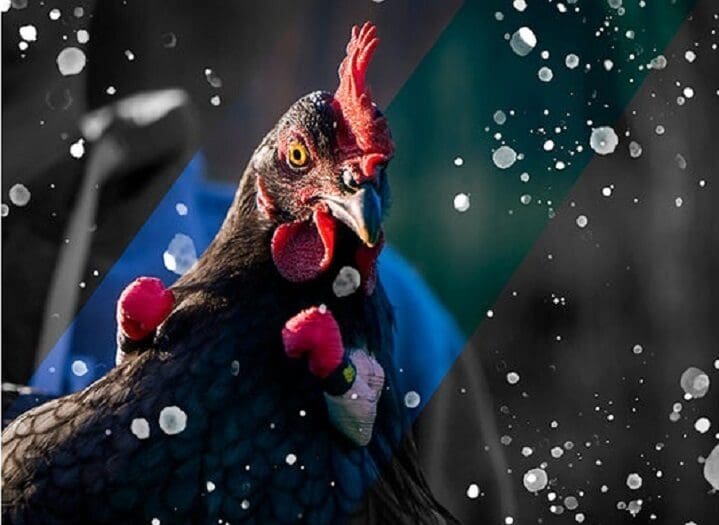 Chicken fight on a new and safer level