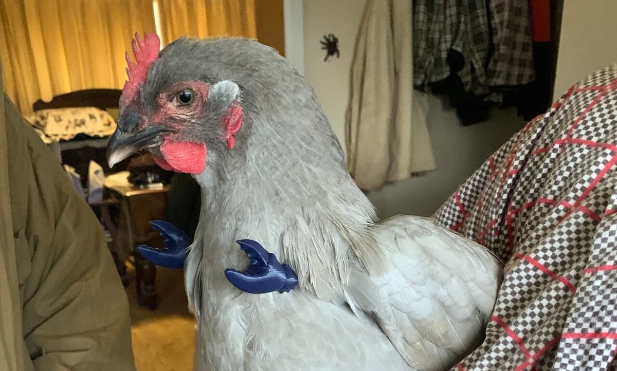 Chickens feel crabby sometimes