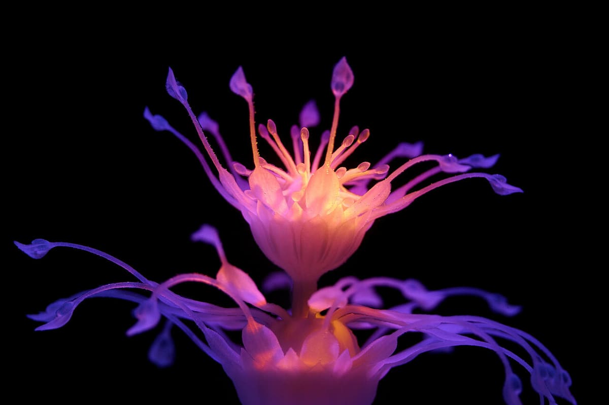 Hydrophytes are an artistic take on 4D printing to create 