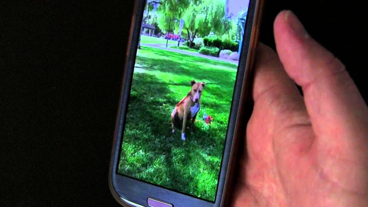 Get movin' and groovin' with the Phogy app