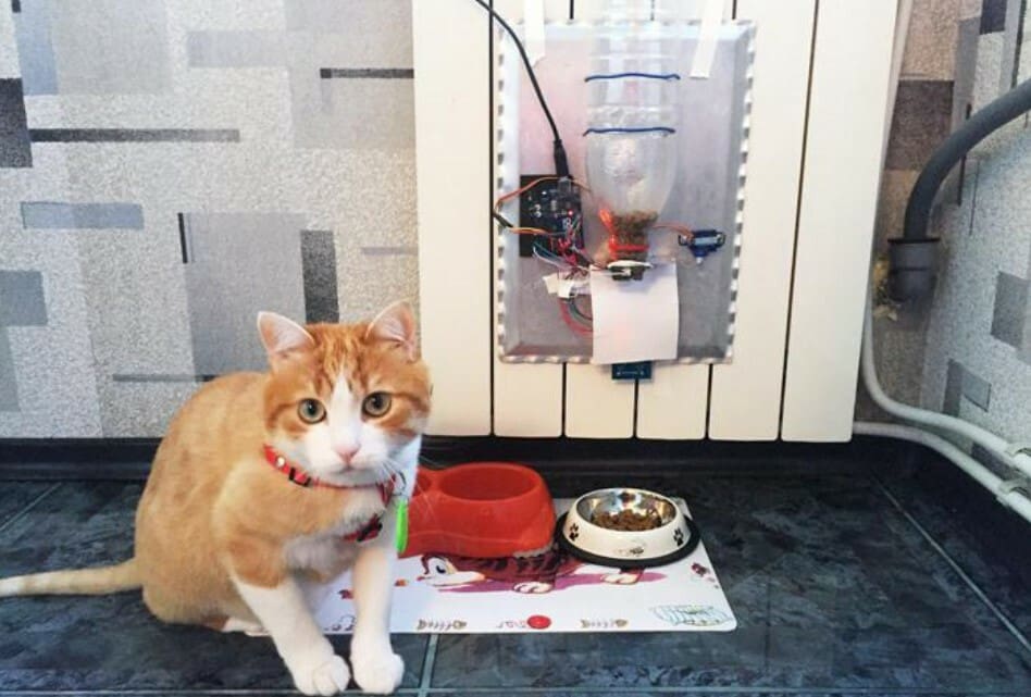 Can't tell if this kitty's impressed with the results
