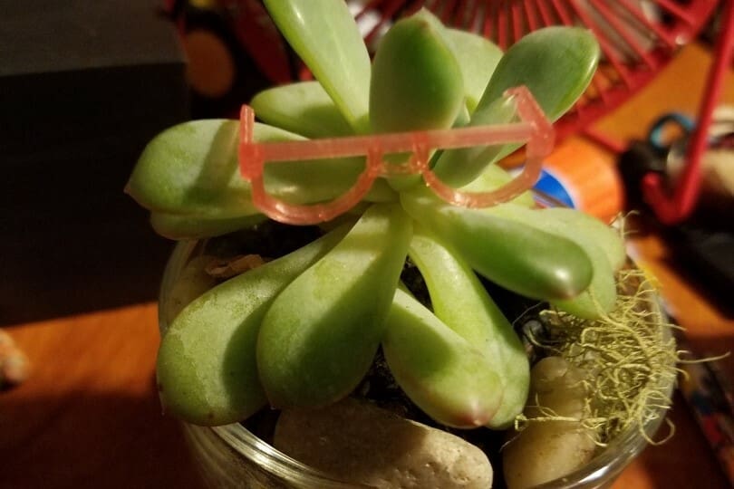 Smooth as a succulent