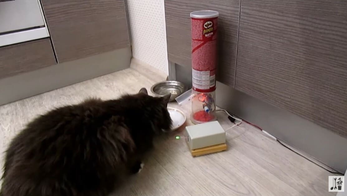 An excited cat learning to self-serve treats!