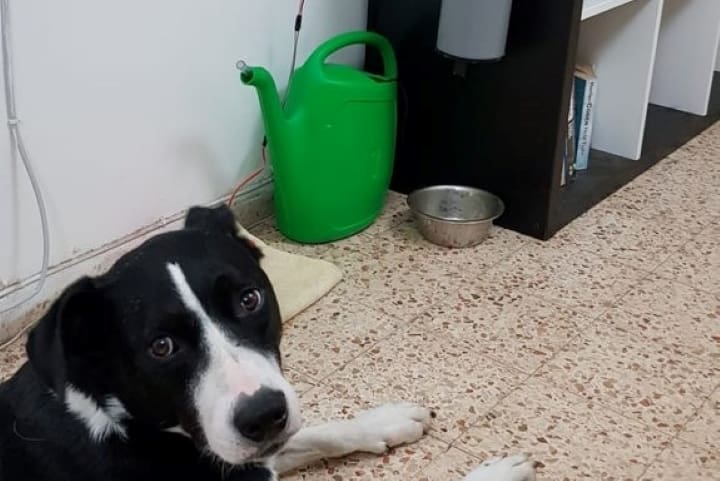 A good dog patiently waiting for the feeder to activate