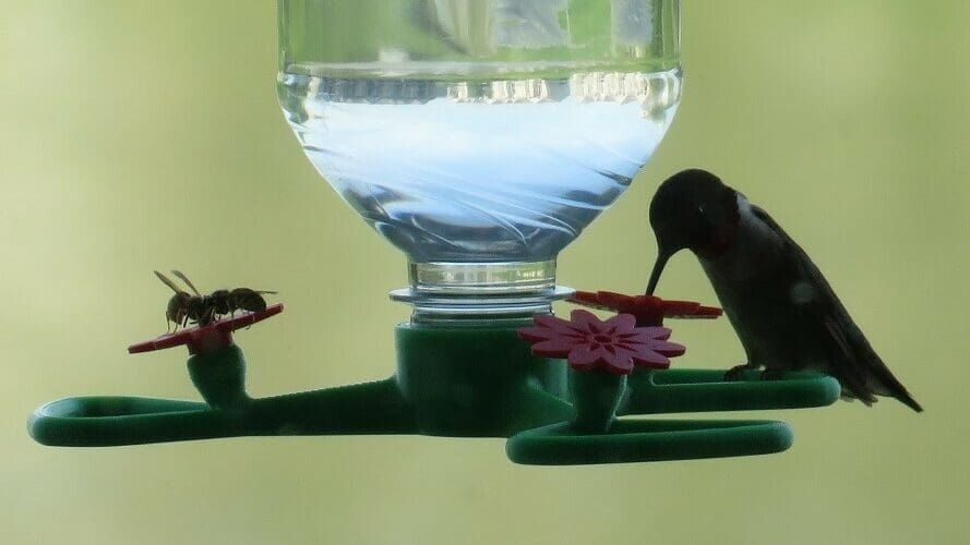 Not just for hummingbirds, insects will appreciate it too!
