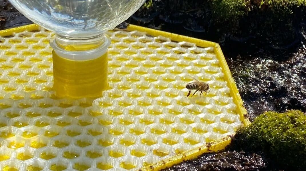 A dazzling bee feeder with its first guest!