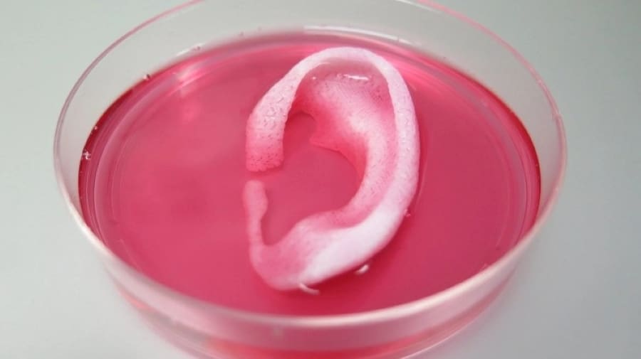 3D bioprinted 