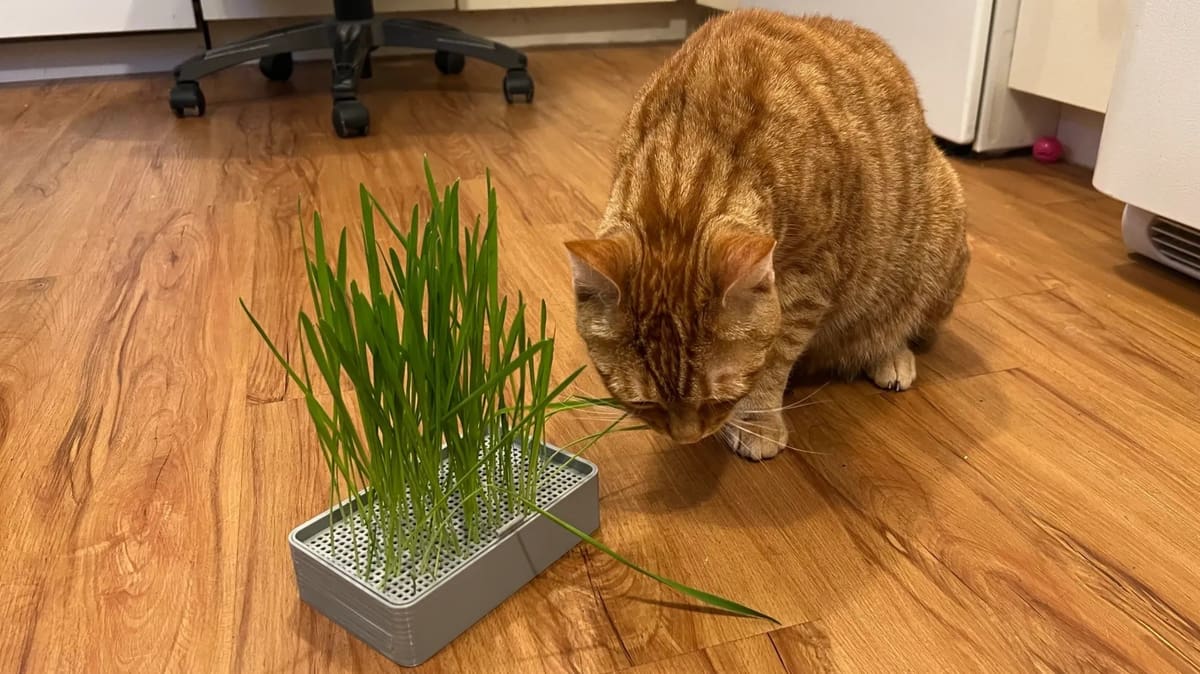 Image of: 20. Catnip Planter