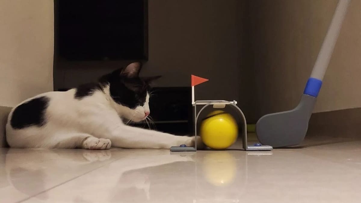 The cat thought it was a birdie