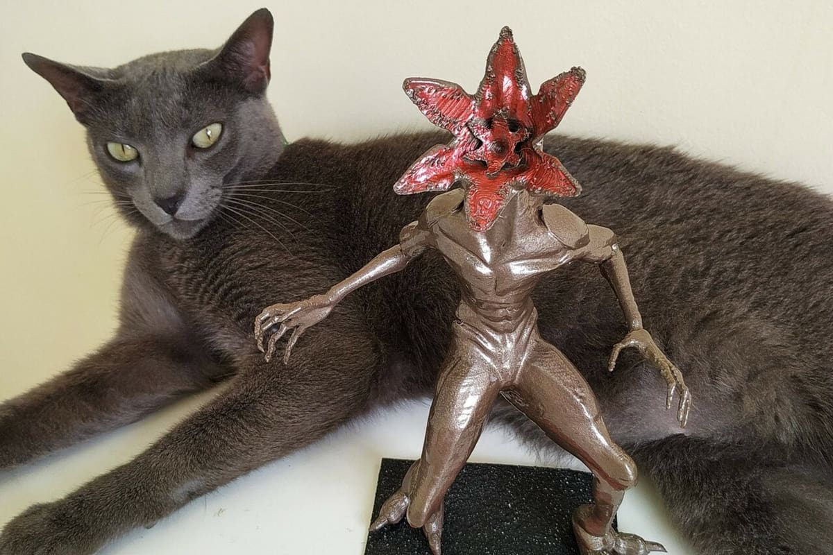 Even the cat is wary