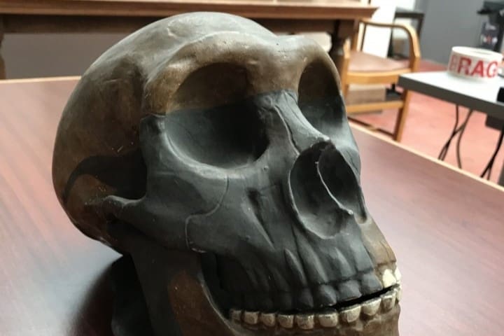 Image of: 2. Neanderthal