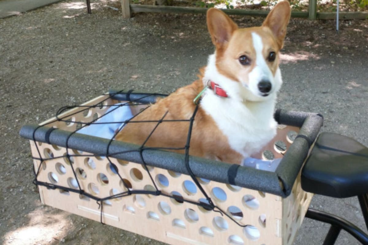 A corgi ready for an adventure